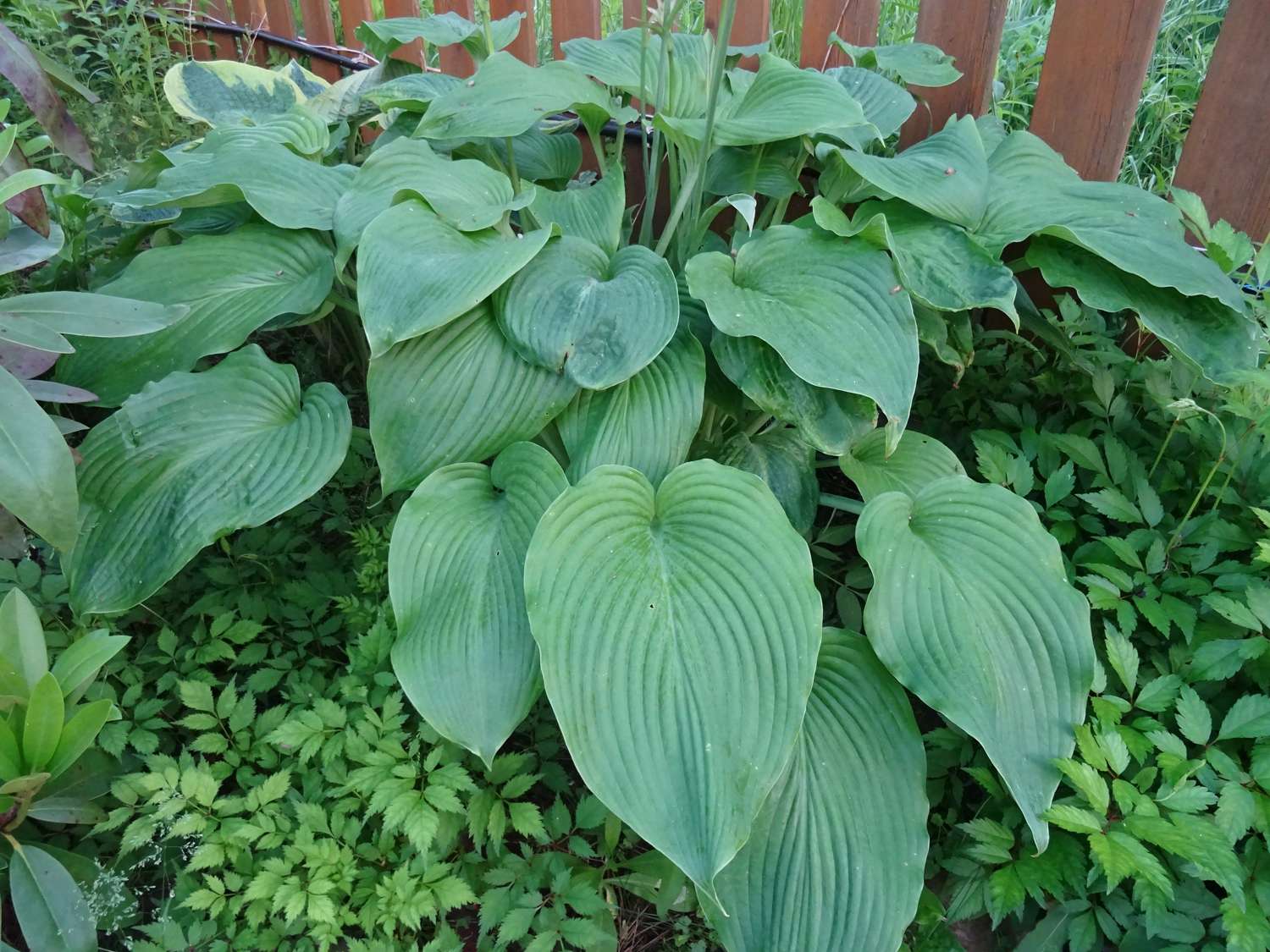 Hosta ‘T-Rex’